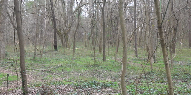 The Browns Mill food forest land. (Source/FNC Jayla Whitfield)