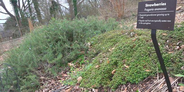 Strawberries planted at the Browns Mill food forest before they bloom. (Source/FNC Jayla Whitfield)