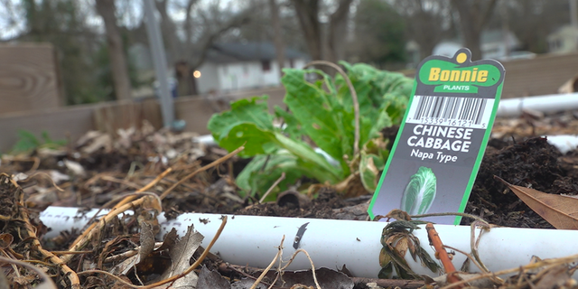 Chinese cabbages growing at the Browns Mill food forest. (Source/FNC Jayla Whitfield)