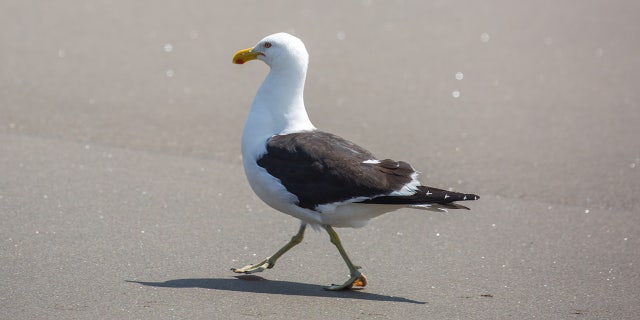 The TikTok user who caught the seagull claims he didn't mean to harm it, and is actually quite scared of birds.
