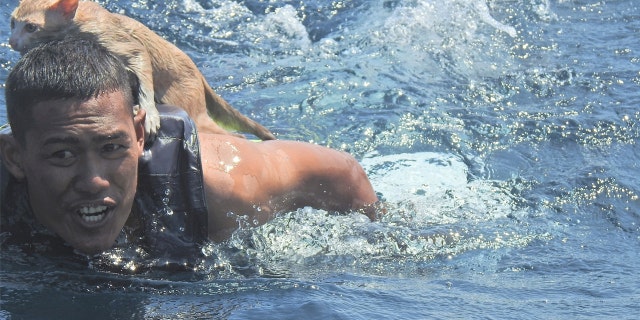 A Thai navy officer swims with a rescued cat on his back in the Andaman Sea March 2, 2021 in this picture obtained from social media. (PO1 WICHIT PUKDEELON via REUTERS)