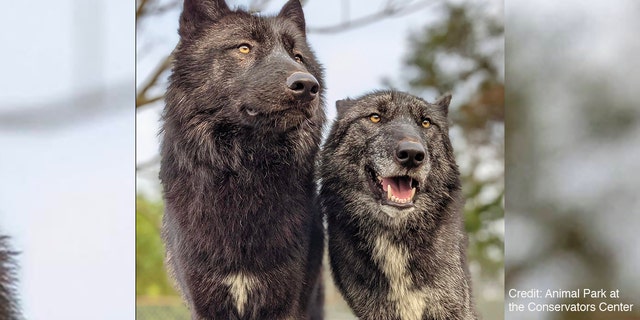 Two wolves from the Conservators Center in Burlington, North Carolina. 