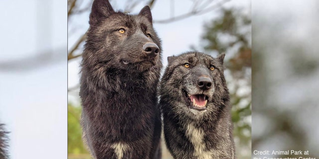 Two wolves from the Conservators Center in Burlington, North Carolina.