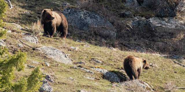A grizzly bear mother (sow) and her cub on a rocky hilltop observing their surroundings looking for food and watching for danger near the Lamar Valley canyon off the Gardiner to Cooke City highway in Yellowstone National Park, Wyo.