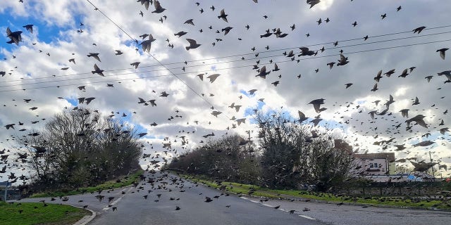 Jamie Kingscott, a wildlife relief coordinator for the Secret World Wildlife Rescue, was on his way to work when he took the picture.