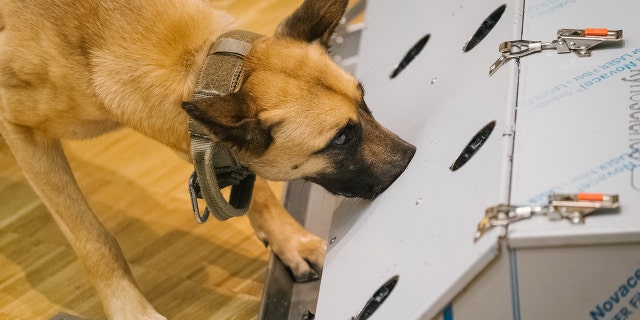 Dogs like this Belgian shepherd being trained in Germany can detect the virus through smell.