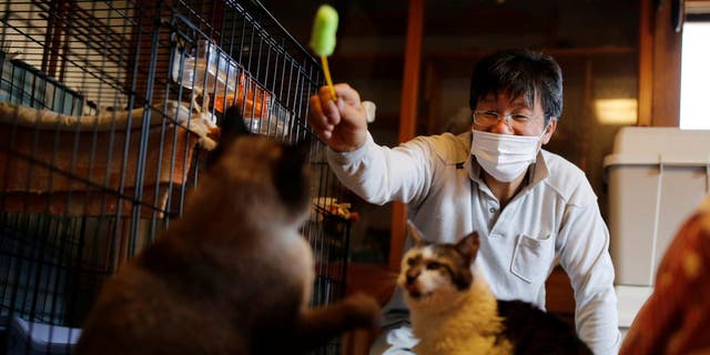 Sakae Kato reportedly takes care of cats diagnosed with feline leukemia at his Fukushima home, which is located in Namie, a restricted zone. (Reuters)