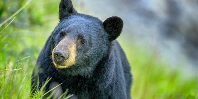 black bear