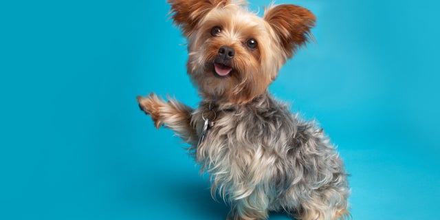 13 years ago, Karen Fox reported her pet Yorkshire terrier missing after a red pickup truck pulled up in front of her home, grabbed the dog and drove off.