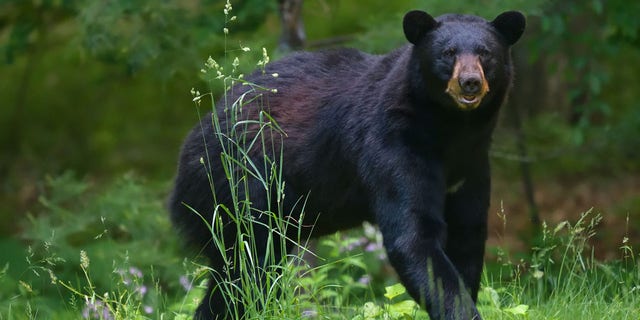 Pennsylvania Bear Attack Left Two Young Children Injured: Officials ...