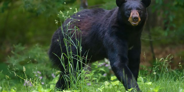 Bear in tall grass