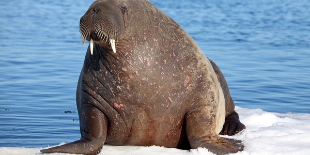 바다코끼리는 보통 북극해에 산다.