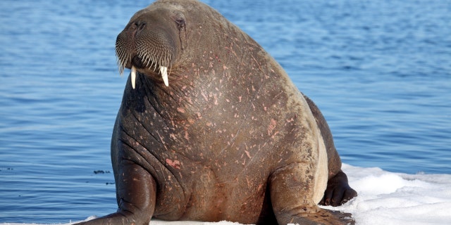 Walruses usually live in the Arctic Ocean.