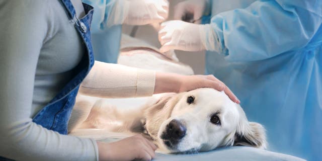 During the COVID pandemic, many working veterinarians with children had to stay home while their kids' remote learning was in effect — resulting in a "smaller workforce in [animal] clinics," one professional explained. 