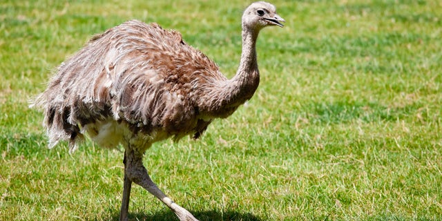 Up to 20 rhea birds – which are native to South America and can grow up to five feet high and run over 50 miles per hour – have been running around Maple Cross, Hertfordshire, for weeks causing confusion and damage.