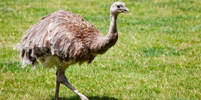 Up to 20 rhea birds – which are native to South America and can grow up to five feet high and run over 50 miles per hour – have been running around Maple Cross, Hertfordshire, for weeks causing confusion and damage.