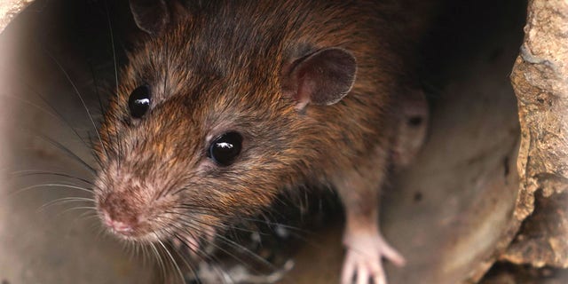 Gros plan du rat sur un égout pourrait être vu de la grille de vidange