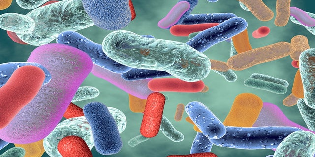 Image of bacteria, gut microbiome