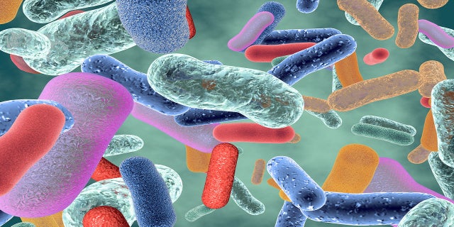 Image of bacteria, gut microbiome