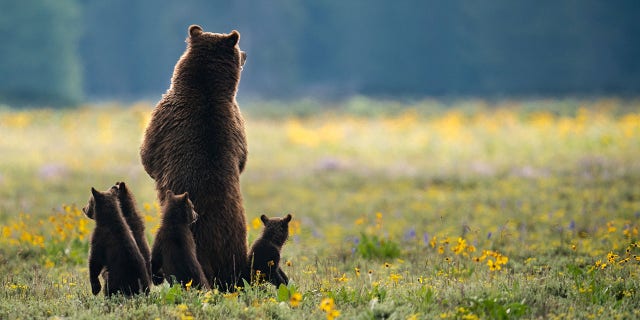 Photographer Kunal Singh snapped the picture in Grand Teton National Park in Wyoming.