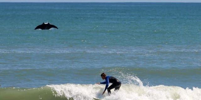 A mammoth manta ray — more than eight feet long — jumped out of the water and photobombed a surfer.