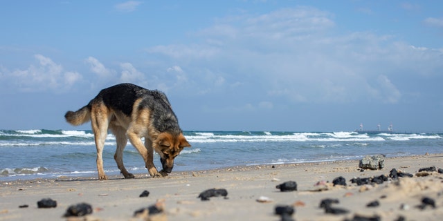 Un perro huele pedazos de alquitrán de un derrame de petróleo en el mar Mediterráneo, en una playa en la Reserva Natural de Gdor cerca de Michmoret, Israel, el lunes 1 de marzo de 2021. La limpieza del desastroso derrame de petróleo que ha ennegrecido la mayor parte de la costa del país. Se espera que lleve meses. (Foto AP / Ariel Schalit)