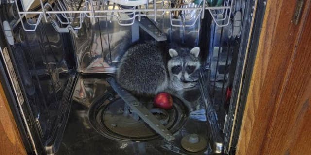 A North Ridgeville, Ohio, resident called police to their home after discovering a raccoon hiding in his dishwasher.