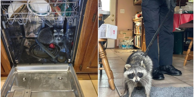 Photos from the latest call show the critter crouched inside the dishwasher, and then led away on a leash by the officer. (SWNS)