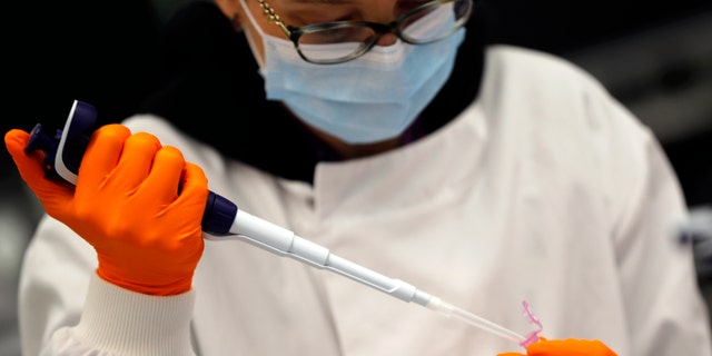 A lab assistant uses a pipette to prepare Coronavirus RNA for sequencing at the Wellcome Sanger Institute that is operated by Genome Research in Cambridge, Thursday, March 4, 2021. Cambridge University microbiologist Sharon Peacock understood that genomic sequencing would be crucial in tracking the coronavirus, controlling outbreaks and developing vaccines, so she began working with colleagues around the country to put together a plan when there were just 84 confirmed cases in the country. The initiative helped make Britain a world leader in rapidly analyzing the genetic material from large numbers of COVID-19 infections, generating more than 40% of the genomic sequences identified to date.