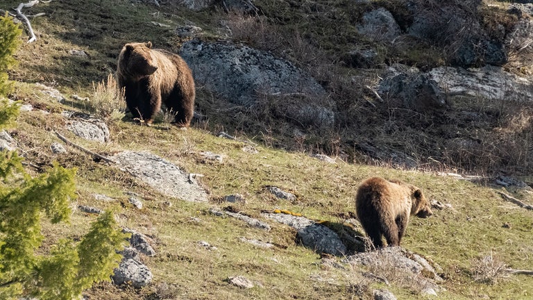 Indiana man survives bear attack in Alaska by deploying bear spray