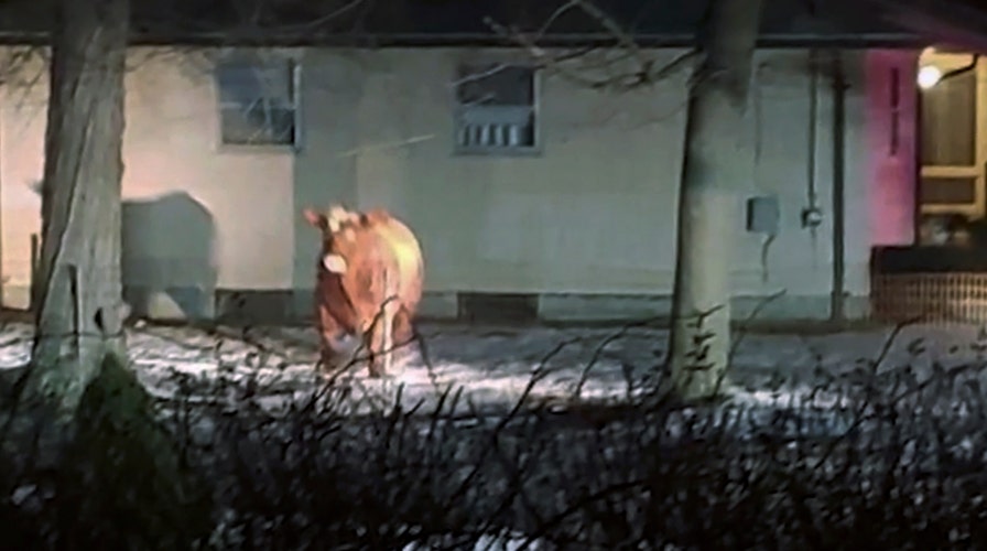 Escaped cow herd runs loose on Indiana highway