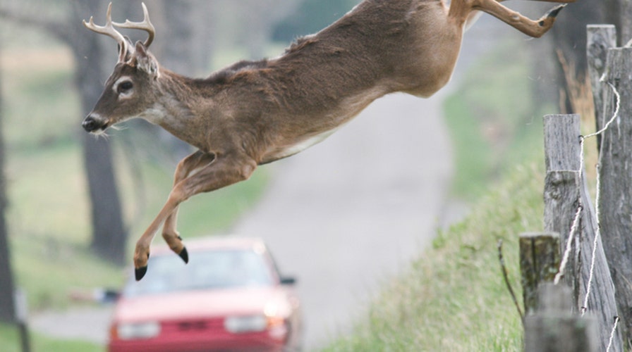 Mule deer airlifted in Utah for health checkup