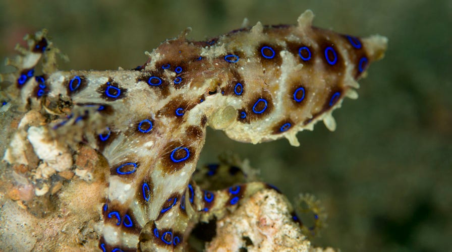 Giant octopus attacks scuba diver in Sea of Japan