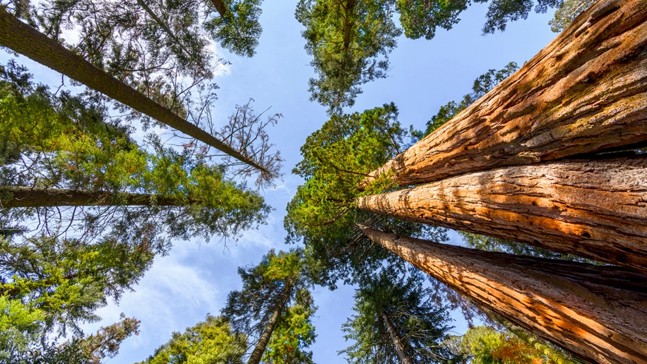 California mom and dad of 5 killed when 175-foot redwood tree crashes