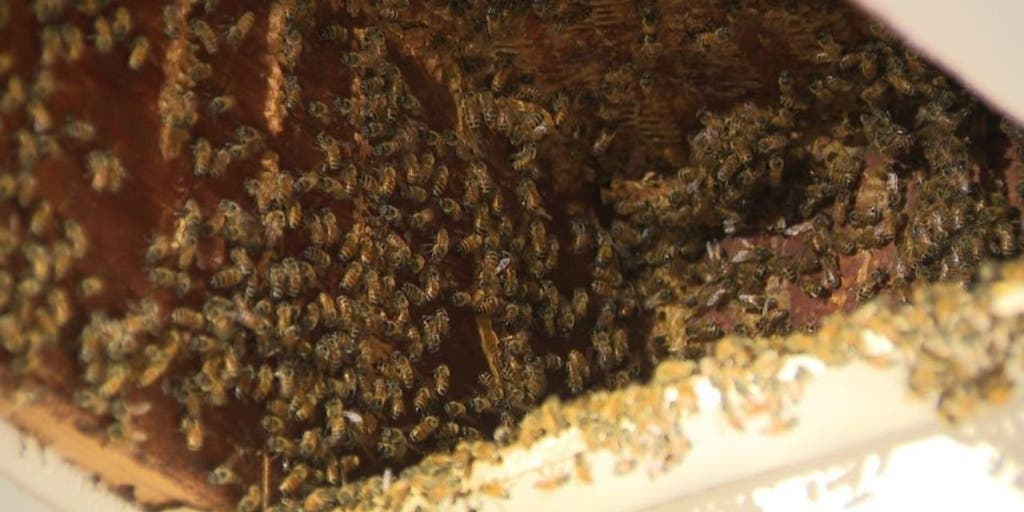 Georgia bee invasion: More than 100,000 bees set up shop in woman's home for third time - Vimarsana News