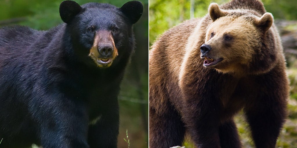 SFGate makes convoluted correction to story on home-invading bear: 'A bear that is brown, not a brown bear' - Vimarsana News