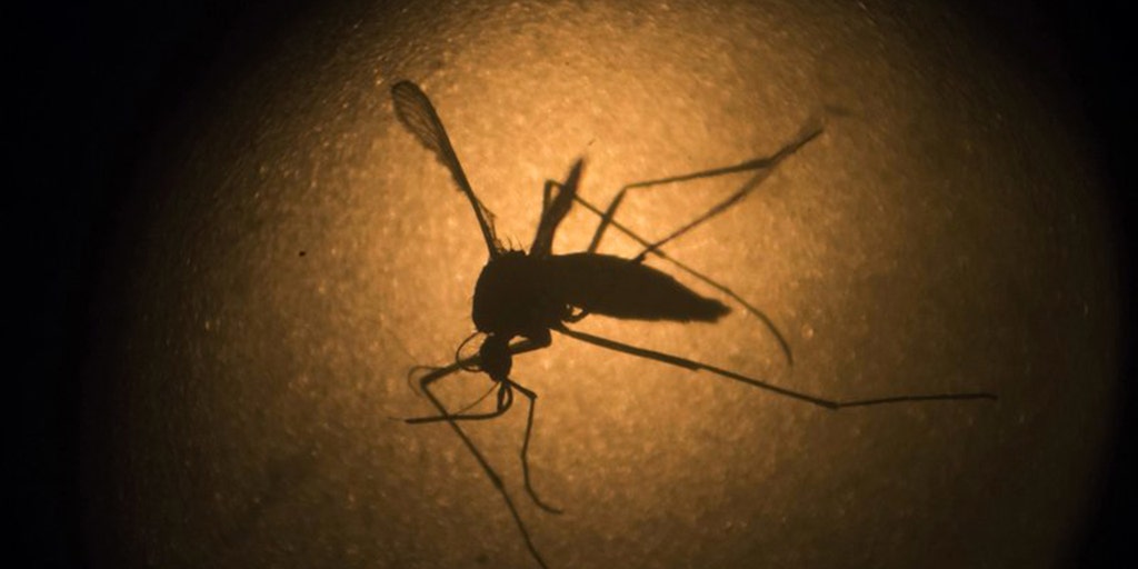 Florida Keys to see release of first genetically modified mosquitoes - Vimarsana News
