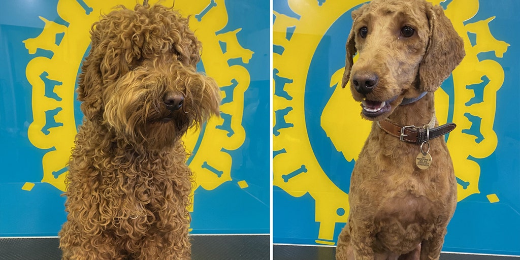 Adorable dogs finally get haircuts as businesses reopen in England - Vimarsana News