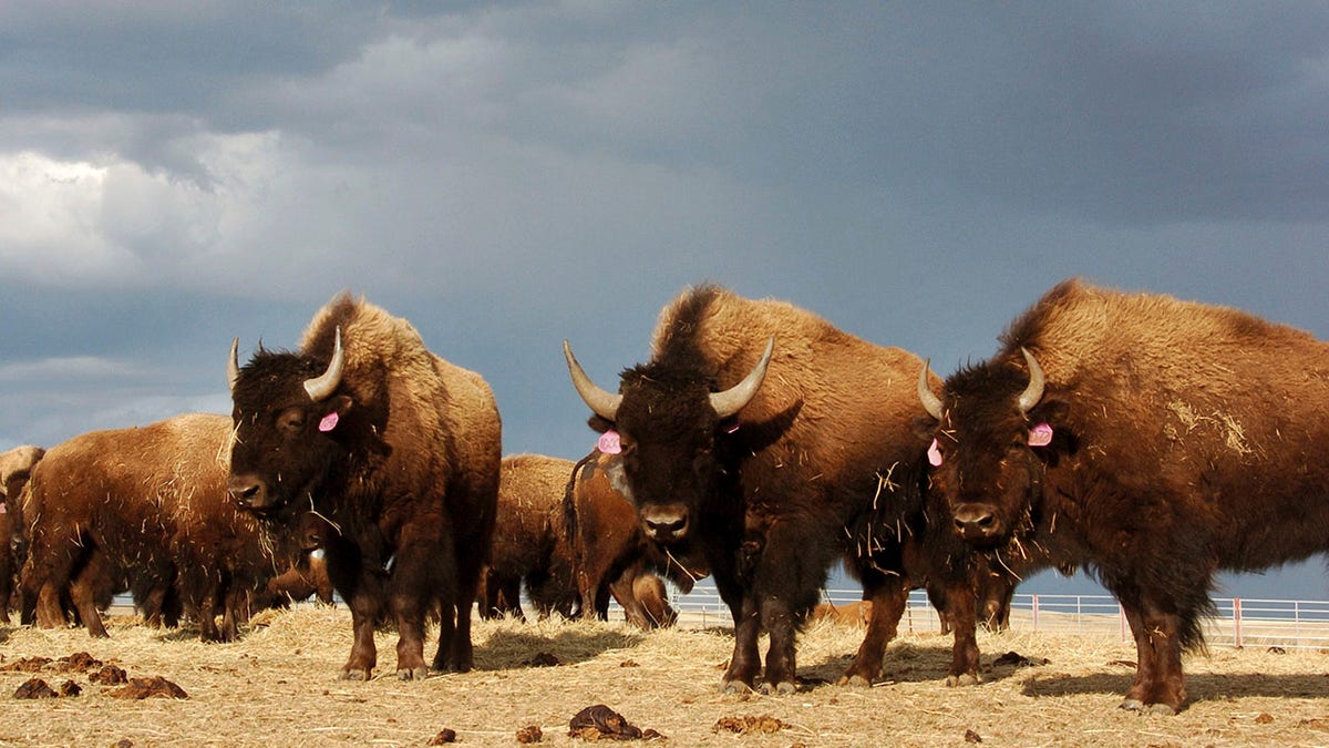 Herd of bison