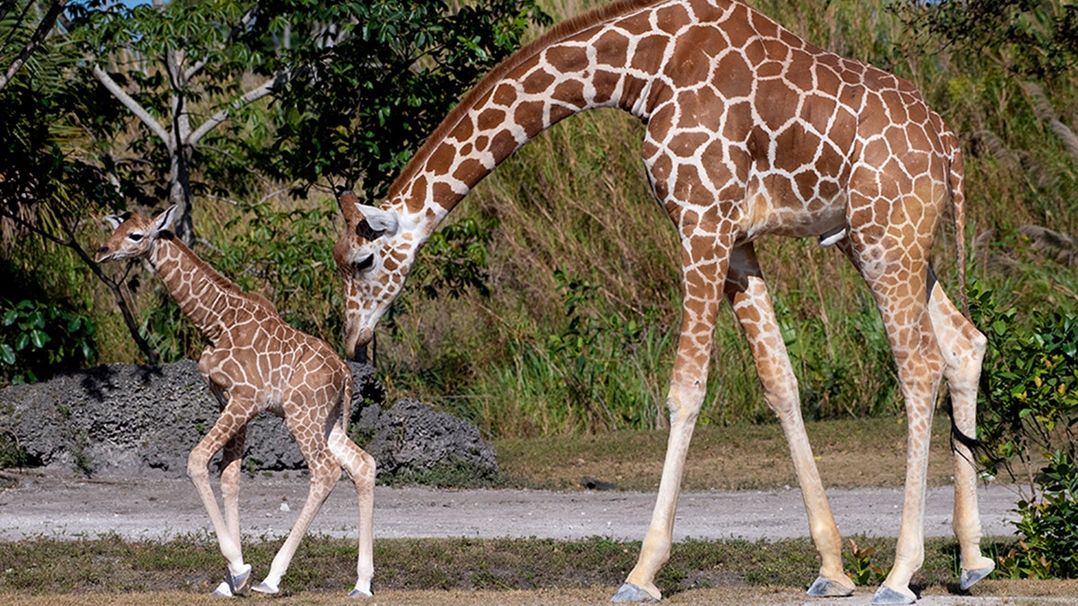 giraffes at zoo