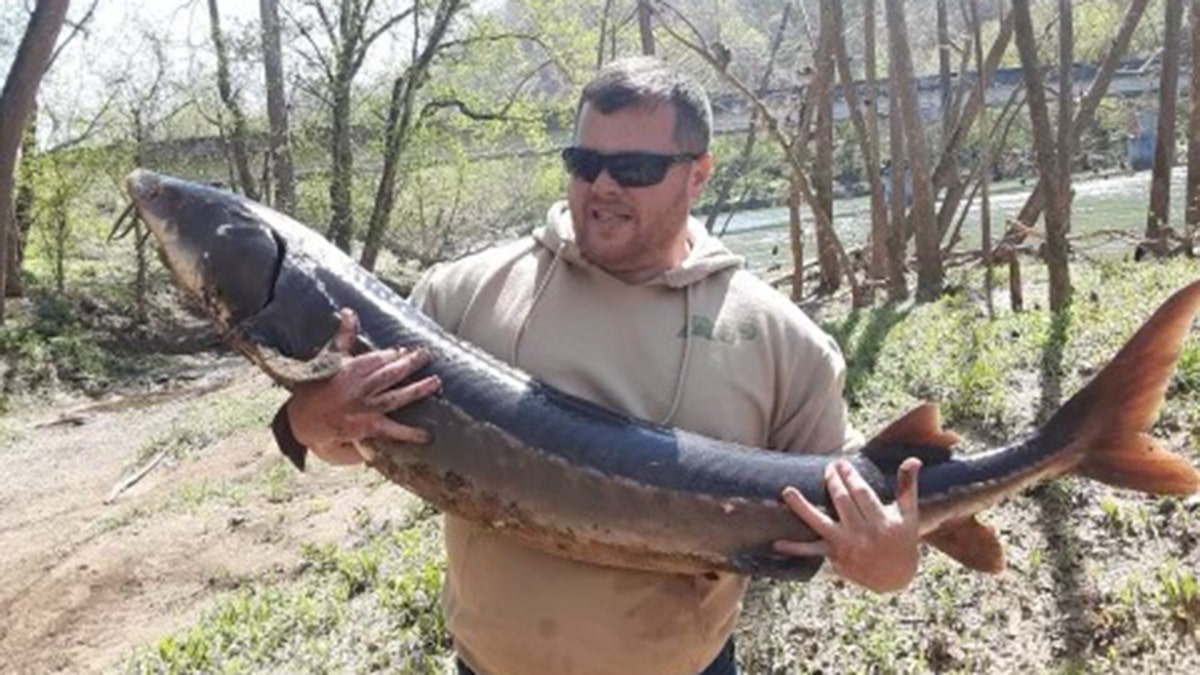 Christopher Begley, from Rogersville, Tennessee, recently caught this 61.5-inch lake sturgeon while fishing for catfish.