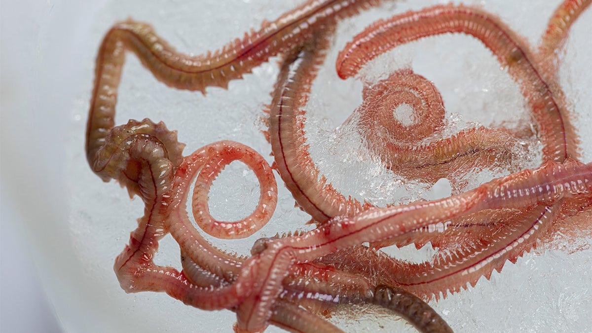 Biting worms invade coast to mate: 'You may not want to go