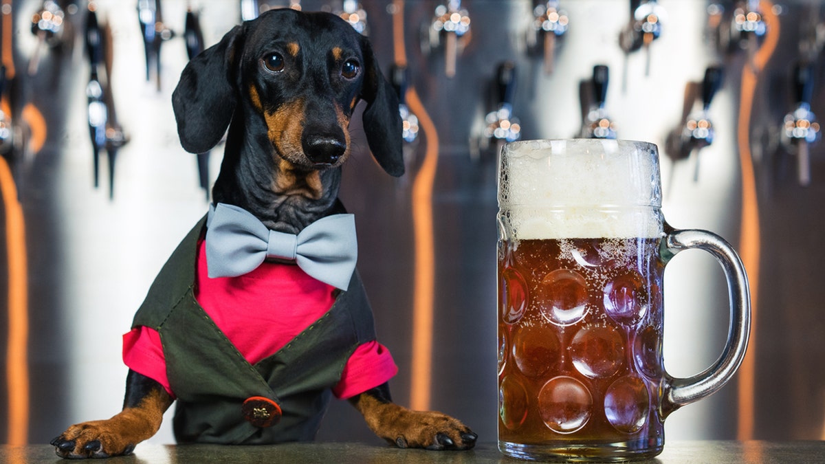 Busch Beer is launching a contest to find a "Chief Tasting Officer" for its dog-friendly Dog Brew. (iStock)