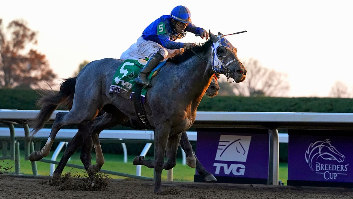 Jockey Luis Saez rides Essential Quality to win the Breeders' Cup Juvenile horse race at Keeneland Race Course in Lexington, Kentucky, on Nov. 6, 2020. Essential Quality is expected to be the first gray horse favored to win the Kentucky Derby in 25 years. (AP Photo/Michael Conroy, File)