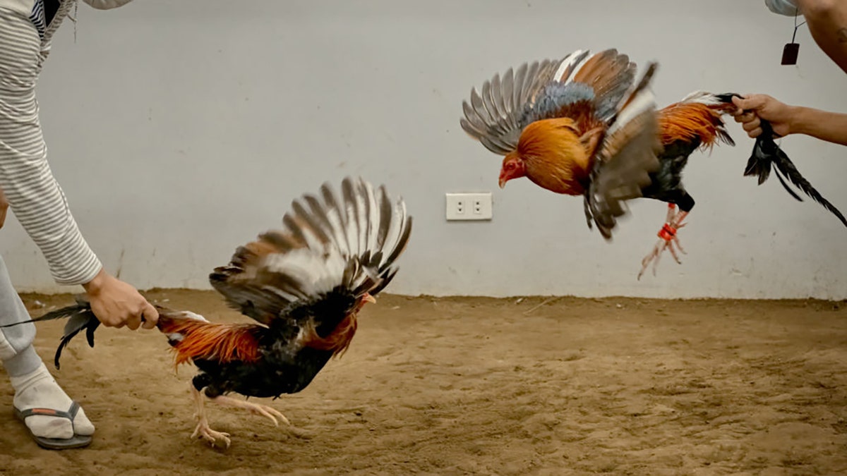 Cockfighting event near Manila, Philippines