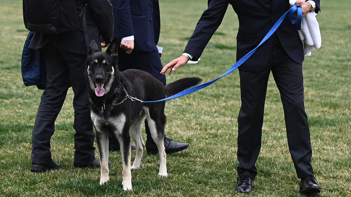 The Bidens' dog Major on the South Lawn of the White House in Washington, D.C., on March 31, 2021. 