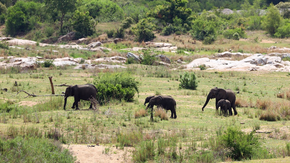 Elephants are pictured in the nearby Kruger National Park on November 26, 2020, in Malelane, South Africa. (Photo by Richard Heathcote/Getty Images)