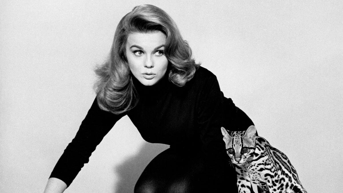 Swedish-American actress Ann-Margret poses with an ocelot in a promotional still for 'Kitten With A Whip', directed by Douglas Heyes, 1964.