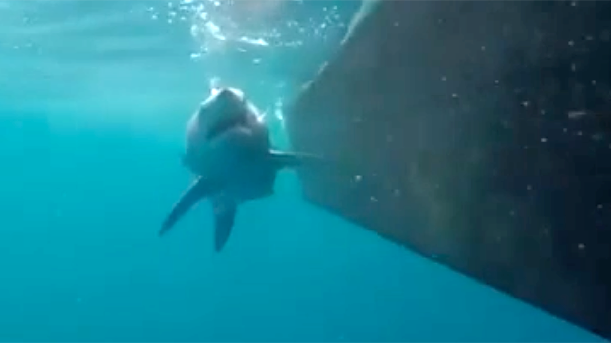 Tiburón mako nada en la costa de Carolina del Norte