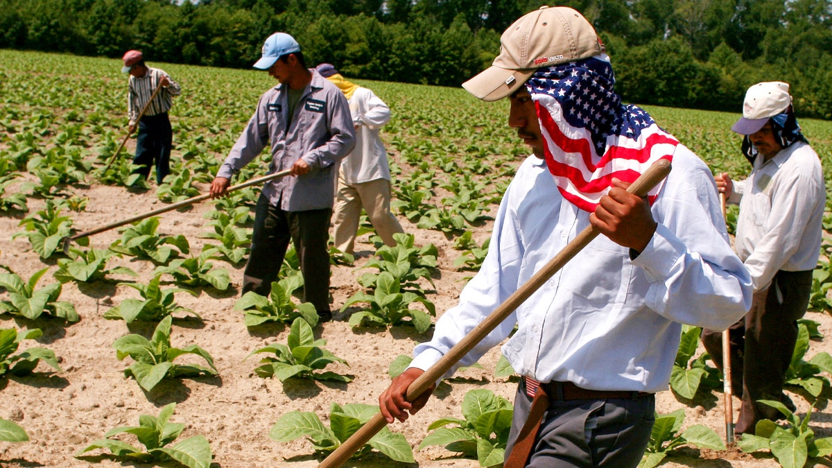 Mexican farm workers who are allowed into America on a special seasonal harvest visa known as an H2A, weed a tobacco field in Greene County, North Carolina.